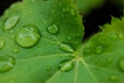 丑柑病蟲害管理（丑柑種植技術(shù)）