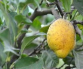 柑桔冬季修剪技術(shù)視頻講解（冬季柑橘剪枝要點(diǎn)）