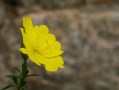 如何科學培育高產(chǎn)高品質柑桔苗？種植技巧與產(chǎn)量保障全解析