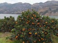 未來(lái)5年柑橘前景如何？種植趨勢(shì)、市場(chǎng)機(jī)遇與行業(yè)挑戰(zhàn)深度解析