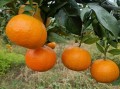 清香蜜桔栽培技術(shù)（清香蜜桔種植條件）