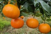 清香蜜桔栽培技術（清香蜜桔種植條件）
