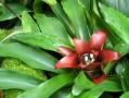 九月紅柑橘有幾個(gè)品種（九月紅柑橘有幾個(gè)品種名稱）