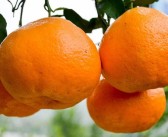 四川明日見柑橘種植技術(shù)_春見有幾個(gè)品種