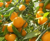 柑橘種植技術和方法_耙耙柑的種植技術是什么