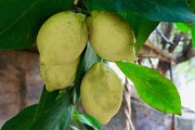 柑橘種植管理技術(shù)與柑桔黃龍病特效藥綜合應(yīng)用及防控指南