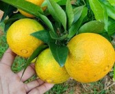 脆皮金桔怎么栽種（脆皮金桔的養(yǎng)殖和管理方法）