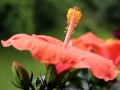沃柑開花前?；ㄟ€開花后噴藥好呢（沃柑花期可以噴藥嗎?）