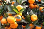 湖南哪里橘子多（湖南哪個地方產(chǎn)橘子）