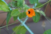 柑橘開花打藥（柑橘開花打什么藥）