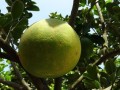 廣西柑橘面積近年種植規(guī)模變化與區(qū)域發(fā)展分析