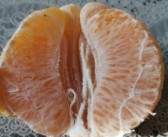 脫毒柑橘苗是什么意思_果樹怎樣能降低種植成本