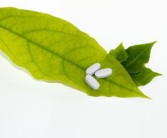 柑橘枝枯病落果成因解析與綜合防控技術(shù)研究