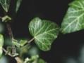 柑橘根系發(fā)達(dá)奧秘解析：科學(xué)栽培技術(shù)助力果樹(shù)茁壯成長(zhǎng)