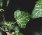 柑橘根系發(fā)達奧秘解析：科學栽培技術助力果樹茁壯成長