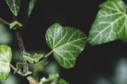 柑橘根系發(fā)達(dá)奧秘解析：科學(xué)栽培技術(shù)助力果樹(shù)茁壯成長(zhǎng)