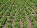 陳皮柑種植技術(shù)管理方法ppt（陳皮栽培技術(shù)）