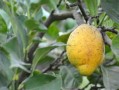 柑橘樹急性炭疽?。ǜ涕贅涮烤也∮檬裁此帲? class=