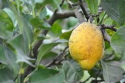 柑橘樹急性炭疽?。ǜ涕贅涮烤也∮檬裁此帲? title=