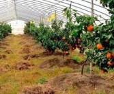 柑橘新農(nóng)人種植技術(shù)_海拔450m載什么柑橘合適
