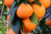 日本柑橘果園管理種植技術規(guī)程（日本柑橘分布圖）