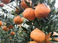 大號(hào)柑橘苗10棵多少錢(qián)？2023年最新價(jià)格表及包郵政策解析