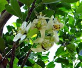 四川柑橘分布特征與區(qū)域種植影響因素分析