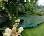 柑橘病蟲害?；ū９夹g(shù)_奇寶920在柑橘保果上效果如何