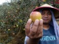 沃柑有點苦為什么？果農(nóng)揭秘品種、種植與儲存的三大關鍵因素
