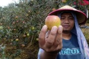 沃柑有點苦為什么？果農(nóng)揭秘品種、種植與儲存的三大關(guān)鍵因素