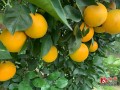 長葉香橙柑橘種苗技術(shù)要點（長葉香橙柑橘種苗技術(shù)要點是什么）