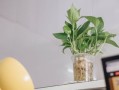 柑橘上高速綠通嗎？農(nóng)產(chǎn)品綠色通道政策全解析