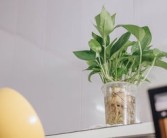 柑橘上高速綠通嗎？農(nóng)產(chǎn)品綠色通道政策全解析