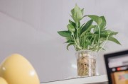 柑橘上高速綠通嗎？農(nóng)產(chǎn)品綠色通道政策全解析