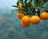 柑橘園地種植技術(shù)_柑橘一百畝種多少棵