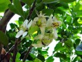 柑橘最嚴(yán)重病害黃龍?。喝蚬r(nóng)面臨的毀滅性威脅與防控挑戰(zhàn)