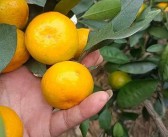 沃柑提苗專用水溶肥有哪些品種（沃柑水肥管理技術(shù)）