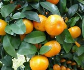 臍橙保花保果農(nóng)藥最佳配方（橙子?；ū９檬裁此帲? title=