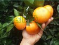 柑橘香水哪個(gè)牌子好喝（好聞的柑橘調(diào)香水）