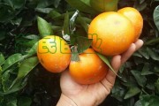 未來(lái)愛(ài)媛柑橘價(jià)格多少？2024年市場(chǎng)走勢(shì)與影響因素深度解析