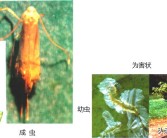 柑橘4月底病蟲害幾次好_柑橘幾月份可以打藥