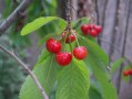 由良蜜桔種植技術(shù)有哪些（由良蜜桔種植條件）