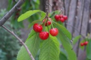 由良蜜桔種植技術(shù)有哪些（由良蜜桔種植條件）