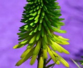 春見柑橘樹苗早熟高效栽培技術(shù)與管理要點(diǎn)解析