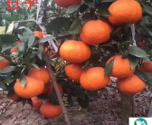 大雅柑橘品種有哪些，大雅柑橘品種簡介大全圖解