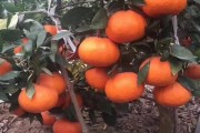 修剪柑橘樹技術(shù)視頻：手把手教你春季修剪要點(diǎn)與 *** 作示范