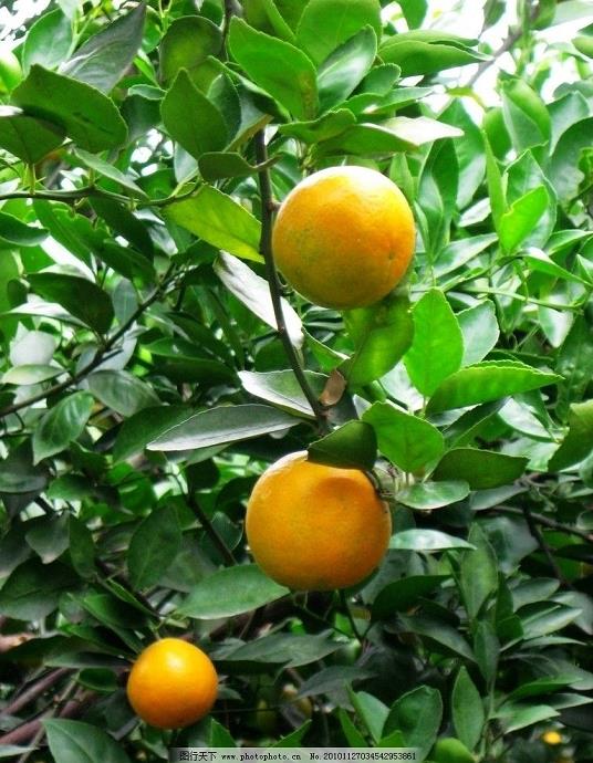 沃柑育苗需要嫁接嗎（沃柑育苗需要嫁接嗎視頻）