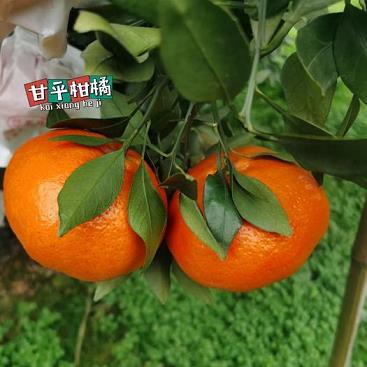 中草藥根治柑橘潰瘍?。ㄖ胁菟幐胃涕贊儾〉呐浞剑? /></p><p>5、可能是柑橘潰瘍病，細(xì)菌感染引起的病害，用中生菌素，或乙蒜素，或多抗霉素，或農(nóng)用鏈霉素，或辛菌胺乙酸鹽，或氯溴異氰脲酸，或春雷王銅，或噻菌銅，或噻森銅，或喹啉銅，或氫氧化銅，或氧化亞銅，或氧氯化銅，或甲霜銅，或絡(luò)氨銅，或松脂酸銅等進(jìn)行防治。</p><p style=