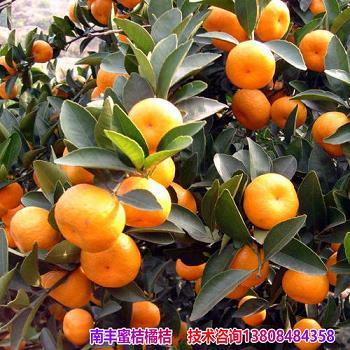 春見(jiàn)爆漿粑粑柑（春見(jiàn)粑粑柑廣告單子）