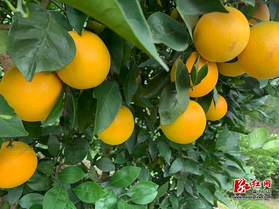 沃柑耐寒嗎零下幾度會(huì)凍死（沃柑在什么溫度下會(huì)凍傷）